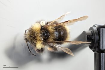 Media type: image;   Entomology 810772 Aspect: habitus dorsal view